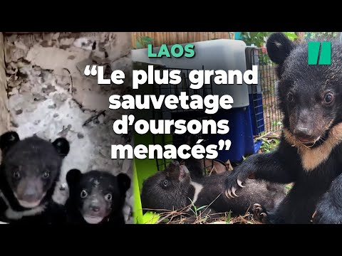 Au Laos, les images du sauvetage de seize ours noirs d’Asie, une espèce menacée