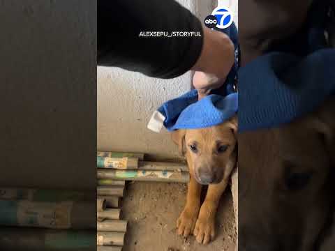Adorable pup stuck in wall rescued by man with hammer and chisel