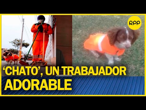 Cieneguilla: trabajadora de limpieza adopta perro y lo viste con su uniforme