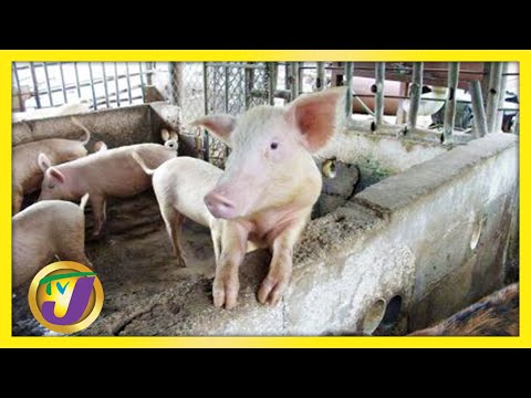 Jamaicans to Brace for Pork Price Increase | TVJ News - May 20 2021