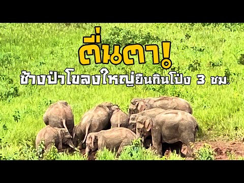 โขลงช้างป่าเขาใหญ่-อวดโฉมนานกว โขลงช้างป่าเขาใหญ่-อวดโฉมนานกว