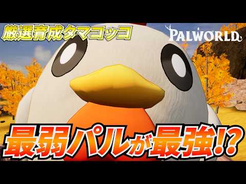 最弱パル『タマコッコ』を厳選育成したら最強パルになった件 #パルワールド