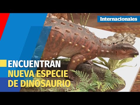 Hallan en Chile un Stegouros elengassen, nueva especie de dinosaurio acorazado