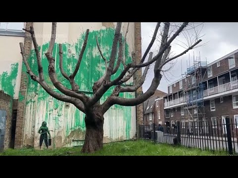British street artist Banksy claims a tree mural on side of building in north London