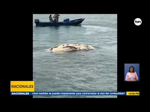 Llevan mar afuera a restos de cetáceo que apareció cerca al Casco Antiguo