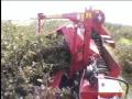 Черноплодная рябина : Aronia harvester from Ferrus Kioti www.ferrus.lv