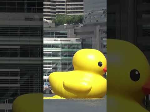 Se desinfló uno de los patos gigantes que se tomaron el puerto de Hong Kong