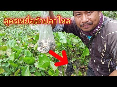 ดักปลาไหล-ด้วยปลาลวก-+-เขียดลว ดักปลาไหล-ด้วยปลาลวก-+-เขียดลว