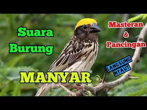 SUARA BURUNG MANYAR KEPALA EMAS SUARA ASLI