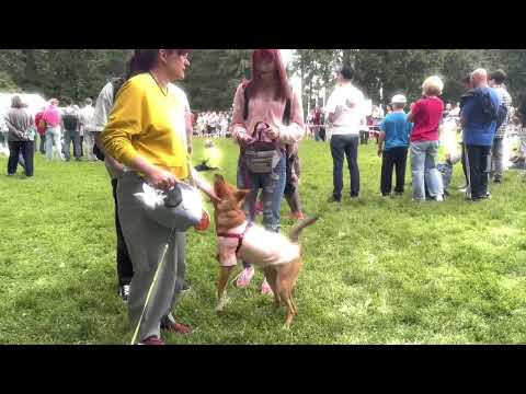 YouTube video thumbnail