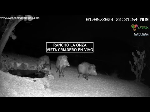 Rancho La Onza Criadero