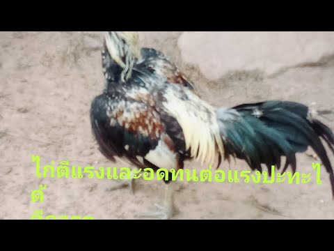 ไก่ชนที่มีลำหักลำโค่นดี-ตีแรงแ ไก่ชนที่มีลำหักลำโค่นดี-ตีแรงแ