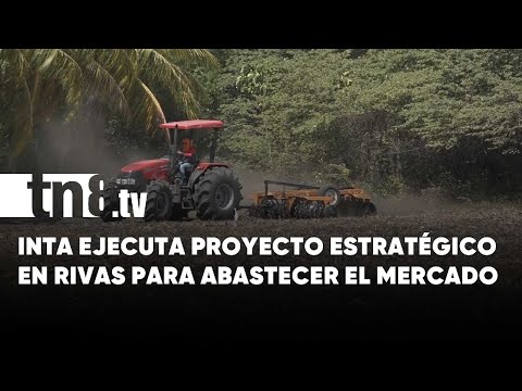 INTA en Rivas impulsa producción masiva de maíz y sorgo para garantizar suministro nacional