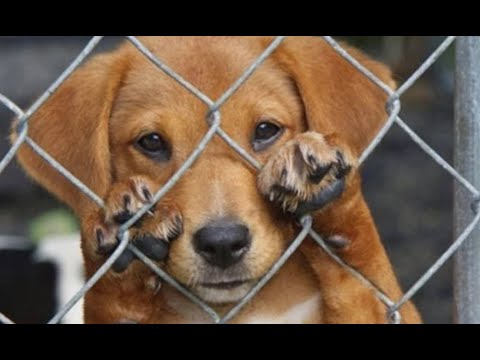¿Cómo podemos denunciar un maltrato animal y hacer justicia por las mascotas?