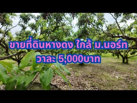 AA0365ขายที่ดินหางดงใกล้ม.นอ