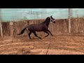 Dressuurpaard Prachtige 2,5 jarige hengst van Desperado N.O.P x Gribaldi