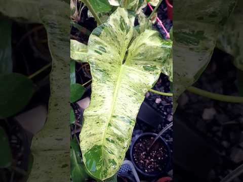 PhilodendronParaisoPlantpla
