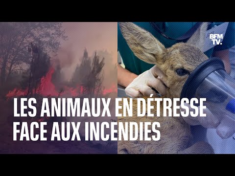 Les animaux en détresse face aux incendies en Gironde