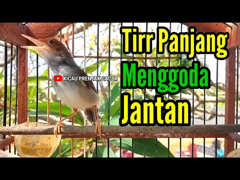 PRENJAK BETINA | MASTERAN PRENJAK BETINA Ngetir Panjang Istimewa Menggoda Jantan Suara Jernih |