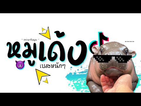 DJ GEZ MUSIC 😈 ดีเจเกรซ เพลงหมูเด้งเเดนซ์ฮิปโปแคระเบสหนักๆ2024😈DJGEZMUSIC