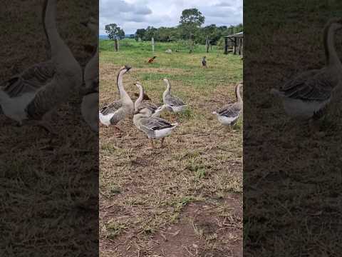 DEPOIS DE MUITA CHUVA AS AVES ESTÃO EM FESTA #vidanaroça #ROÇA #shorts #shortsvideo