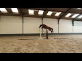 Show jumping horse 3 jarige ruin v Comme il faut