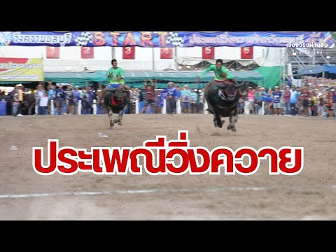 ประเพณีวิ่งควายIEP.39เรื่อง