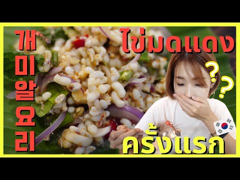 🇹🇭🇰🇷-คนเกาหลีลองกินไข่มดแดงครั 🇹🇭🇰🇷-คนเกาหลีลองกินไข่มดแดงครั
