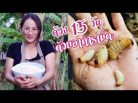 ครบ-15-วัน-เเยกพ่อแม่พันธุ์-กั ครบ-15-วัน-เเยกพ่อแม่พันธุ์-กั