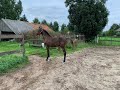 Show jumping horse Liamant W (stam Explosion W) gecombineerd met hengstenmoeder