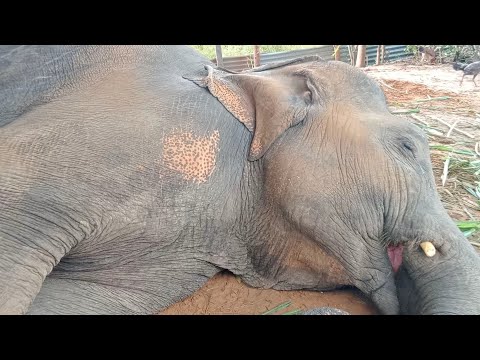 กินอิ่ม-นอนหลับพักผ่อน❤️🐘 กินอิ่ม-นอนหลับพักผ่อน❤️🐘