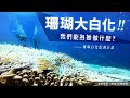 臺灣(2020年)珊瑚大白化帶給我們的警訊 | 光影珊瑚監測計畫