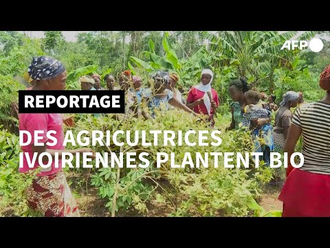 Côte d'Ivoire: des agricultrices se mettent au bio  | AFP