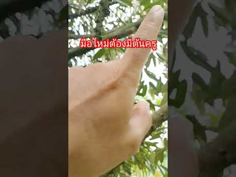 มือใหม่ทำทุเรียนต้องอาศัยต้นค