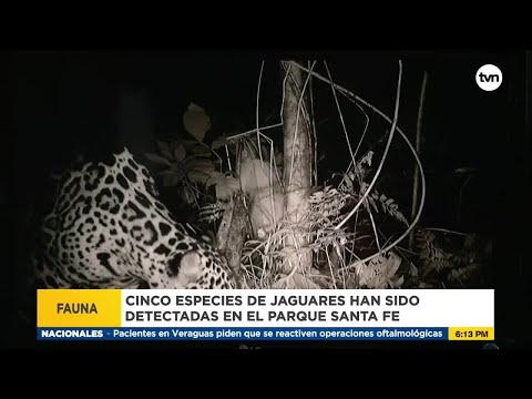 Cinco especies de Jaguares han sido detectadas en el Parque Santa Fé