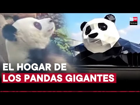 Sichuan, la ciudad que cuida al oso panda  |  Un peruano en China