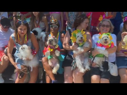 Brazilian carnival dogs parade in glittering costumes