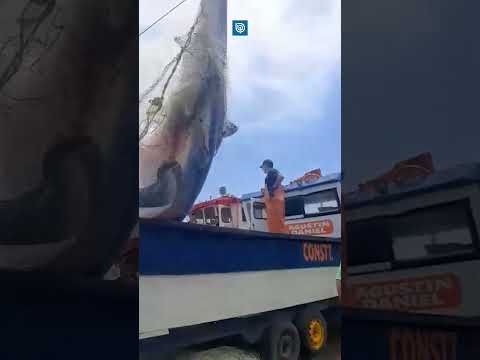 Pescadores capturan a gigantesco tiburón en Constitución