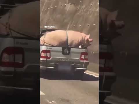 Porco e cabrito são transportados de forma irregular em caminhonete na rodovia de SP #shorts