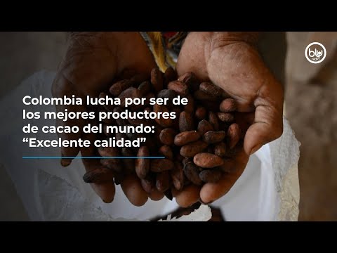 Colombia lucha por ser de los mejores productores de cacao del mundo: “Excelente calidad”