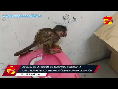 La Aduana de Tarapacá logra el rescate de cinco monos bebés en Quillagua.