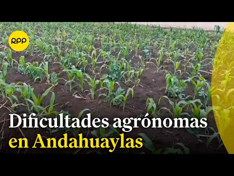 Andahuaylas: Dificultades para los agricultores ante el déficit hídrico
