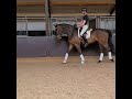 Cheval de dressage VETTED WITH GOOD CLEAN XRAYS