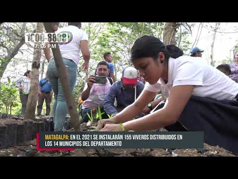 Matagalpa: Inauguran vivero en San Ramón donde se tendrán 50 mil plantas - Nicaragua