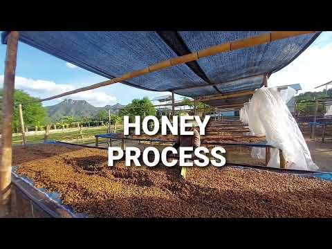 Honeyprocess,arabicaofthai