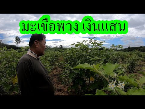 ชีวิตหลังเกษียณ-หันมาปลูกมะเขื ชีวิตหลังเกษียณ-หันมาปลูกมะเขื