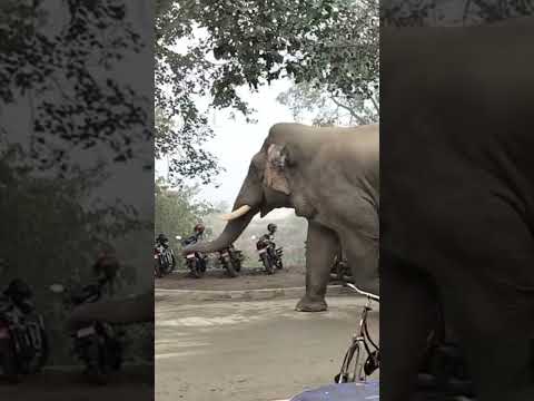 พากันวิ่งหนีจนป่าราบ