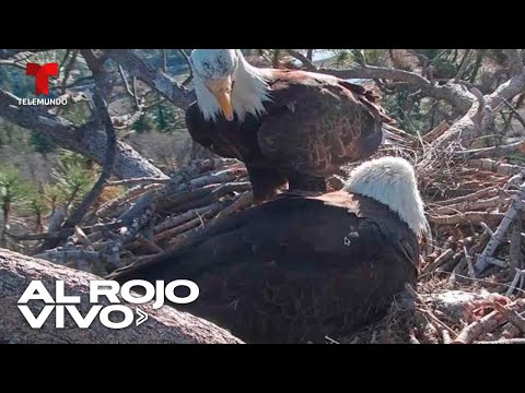 Las águilas calvas Jackie y Shadow esperan la llegada de sus polluelos en California | Al Rojo Vivo