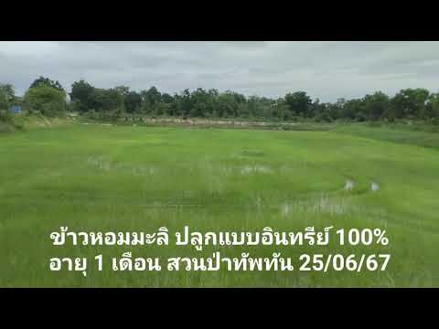 นาข้าวทัพทัน25667