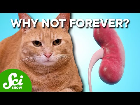 Can Cats Live Twice As Long?